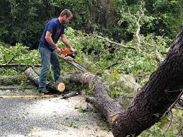  Huntingtown, MD Tree Services Pros