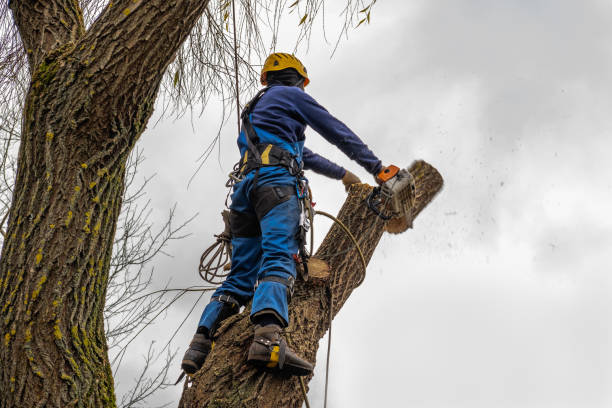 Best Commercial Tree Services  in Huntingtown, MD