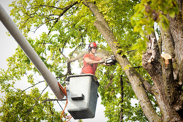 Huntingtown, MD Tree Care  Company